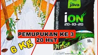 PEMUPUKAN YANG KE 3 MENGGUNAKAN ION BLAK @JavamasAgrophos