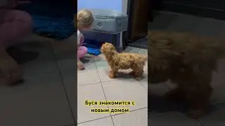 Буся первый раз заходит домой