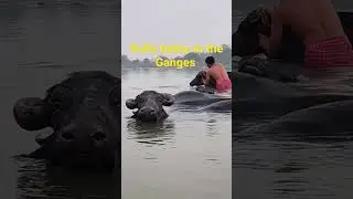 Bulls bathe in the Ganges