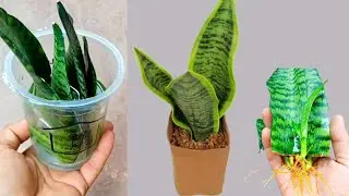 Dengan cara ini, anda bisa menumbuhkan ratusan tanaman lidah mertua dengan cara stek daun