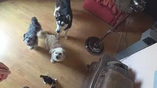 Собачий и Кошачий Патруль  GT-Kids Vlad & Max