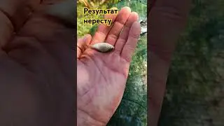 Зловив малька карася 🐟🐟🐟