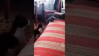 Cat teaches a kitten to jump from a height, but cat-grandmother doesn't like her methods