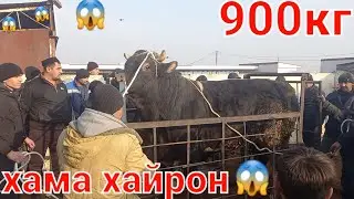 🇹🇯🙏👍Калонтари бука дар Таджикистан Самый большой бык мир молбозори хучанд Худжанд #бык #бука