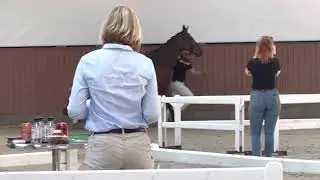 HP Total Gold (Total Hope x Viva Gold x De Niro)