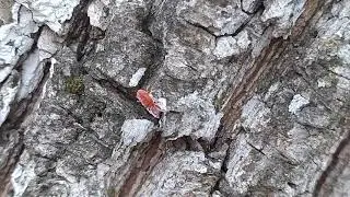 Кто знает что это за жук? Клещ или нет?!