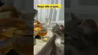 #кошка #водителипоймут #смешно #уфа