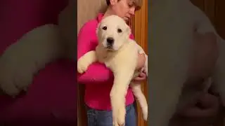 Алабай щенок отличный белый кобель продажа 