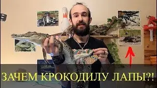 ЗАЧЕМ КРОКОДИЛУ ЛАПЫ?! Как тянуть крокодила за хвост?