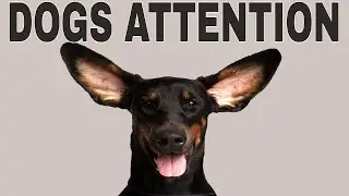 Sound For Dogs Attention