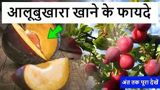 Aalu Bukhara Khane Ke Fayde | आलूबुखारा खाने के फायदे | आलूबुखारा के फायदे | Plum Benefits