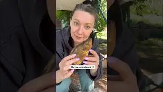 Не ждЮ-сама коптЮ🔥 #вайны #юмор #скетчи #шутки #окунь улов #рыба