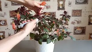 Обрезка цветущей фуксии. Зачем и почему...?!