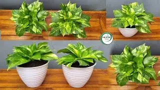 Easy Ideas to Grow Bushy Money plant in 5 Minutes-Money plant Indoor Decoration Ideas//GREEN PLANTS