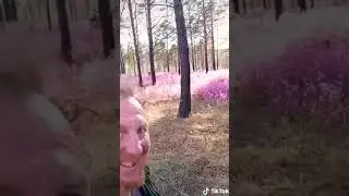 Сколько красивых цветов в лесу! Я здесь живу! | Смешное видео
