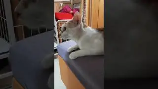 Drunk Cat...........