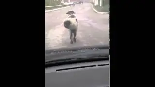 Блатной баран