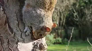 Squirrel 🐿️ Head gray squirrel 😁