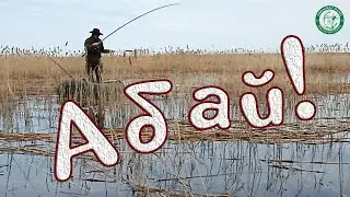 CARP IS BITING IN THE REEDS! FISHING RODS IN AN ARC, HANDS ARE SHAKING, HOOKS ARE TEARING, WE OPE...