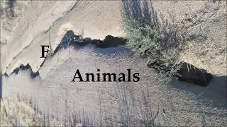 F*** Animals  - Queer Sounds