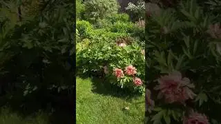 Опоры для пионов 