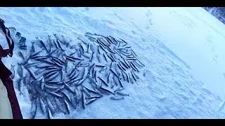 Рипус на озере Инголь.  Любимая рыбалка!