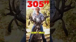 305” Giant Buck Taken in 1987