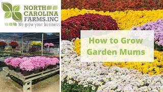 How to Grow Garden Mums