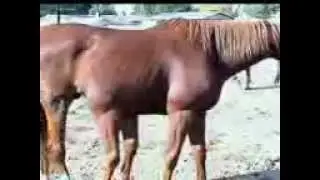 يخلق الله ما يشاء
