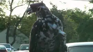 Bald Eagle Education