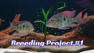 How To Breed Geophagus Part 1