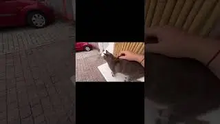 Итальянская кошка