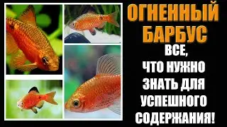 🌶️ Rosy Barb: An active and vibrant fish for beginners!