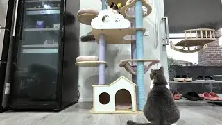 다섯번째 캣타워를 조립하다