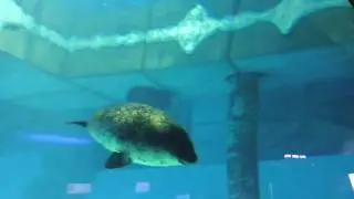 Пятнистые тюлени в бассейне North Pole Encounter, Ocean Park, Гонконг. 2017