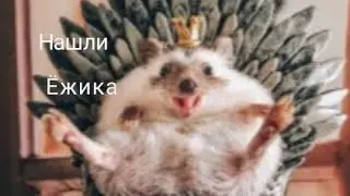 Vlog Нашли самого красивого ёжика