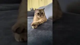 Зачем нужен кот.