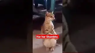 Har Har Shambhu के Song पर बिल्ली भी भक्त हो गई Unbelievable Cat Clapping on Har Har Shambu Song