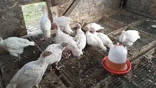 испанцы и индюки на новых квартирах