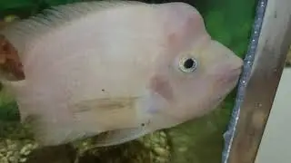 Що за риба? Каркасник в одному із медичних закладів 😊