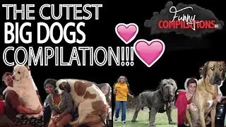 FUNNIEST dog videos compilation!!!