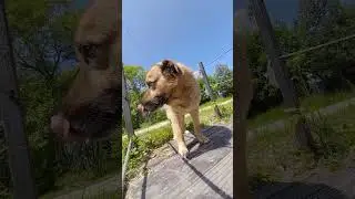Смешной пёс хавает на улице 😆