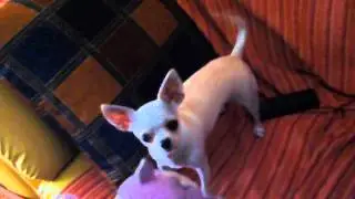 Chihuahua che abbaia