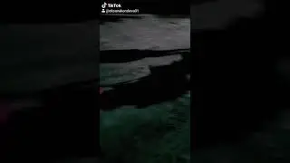 Собака долматинец тянет ватрушку с ребенком