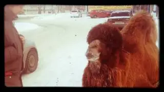 Знаменитый верблюд с Кургана