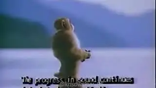 monkey listening to tom ching cheng hanji