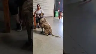 Protection Easily Found with a Perro de Presa Canario - Luzifer