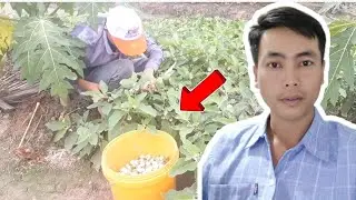 4 kinh nghiệm khi trồng CÀ PHÁO TRẮNG cần biết khi bắt đầu - huỳnh thủy tinh vlog
