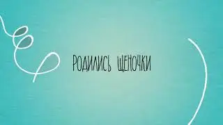 Щенки лабрадора из питомника Форса Лабриа