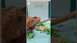 #shorts #viral #wildlife #iguana My Pet ❤️
